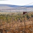 Sınırı kaçak geçen 3 PYD'li yakalandı
