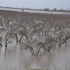 Menderes Nehri taştı tarım alanları su altında kaldı Menderes Nehri taştı tarım alanları su altında kaldı