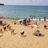 Kocaeli'nin Kandıra İlçesi'nde köpekler plaja indi Kocaeli'nin Kandıra İlçesi'nde köpekler plaja indi