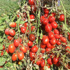 T�rkiye'ye �zg� 'sanayilik domates' T�rkiye'ye �zg� 'sanayilik domates'