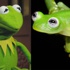 Kurbağa Kermit meğer gerçekmiş!