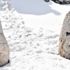 Güney Koreli Nemrut'a akın etti