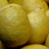 TİGEM 4 bin ton limon satacak
