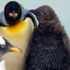 Kral penguenlerinin sayısında büyük düşüş