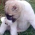 Yavru köpeğin kulaklarını kestiler Yavru köpeğin kulaklarını kestiler