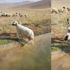 Su kanalına düşen koyunu kurtaran kangal köpeği