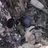 Mardin’de teröristlere ait el bombası ele geçirildi Mardin’de teröristlere ait el bombası ele geçirildi