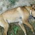 Denizli'de 6 köpek zehirlendi Denizli'de 6 köpek zehirlendi