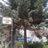 Orhangazi’de Parklar Düzenleniyor Orhangazi’de Parklar Düzenleniyor