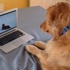 Viral olan köpeğin videosunu izleyen köpek viral oldu Viral olan köpeğin videosunu izleyen köpek viral oldu