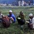 Hindistan Arakanlı Müslümanları sınır dışı edebilir