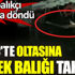 Bu görüntüler Haliç'ten! Tam 2 metre uzunluğunda