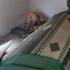 Türbede Köpek Tepkilere Neden Oldu Türbede Köpek Tepkilere Neden Oldu