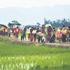 Myanmar ordusu, Arakanlıların mahsullerini topluyorlar