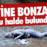 Dedektör Köpekler Gümrük Kapılarına Hazır