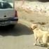 Köpeği aracın arkasına bağlayıp sürükledi!