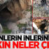 Hainlerin inlerinden bakın neler çıktı!