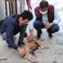 Sahipsiz kalan kedi yavrusunu köpek emziriyor