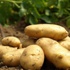 Patates fiyatları düşüyor! Patates fiyatları düşüyor!