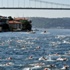 İstanbul Boğazı'nda yüzme şöleni