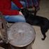 Donmak üzere olan köpekleri sobanın yanında ısıtıyor Donmak üzere olan köpekleri sobanın yanında ısıtıyor