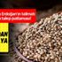 Başkan Erdoğan'nın kenevir talimatının ardından talep patlaması! Fiyatı 30 liradan bin liraya çıktı!