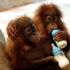 Tayland'da kurtarılan Sumatra orangutanları