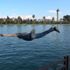 Adana'da tehlikeye aldırmayan gençler Seyhan Nehri'ne atladı Adana'da tehlikeye aldırmayan gençler Seyhan Nehri'ne atladı
