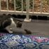 Kamerayı farketmediler! Tom ve Jerry canlı yayında barıştı Kamerayı farketmediler! Tom ve Jerry canlı yayında barıştı