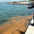 Deniz kirliliği sandılar, balık yumurtası çıktı