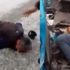 Feci kazada can pazarı! İnlemeleri duydular... Feci kazada can pazarı! İnlemeleri duydular...