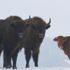Çiftlikten kaçan inek bizon sürüsüne katıldı