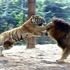 Aslan ve kaplanın karşılaşması nefesleri kesti! Aslan ve kaplanın karşılaşması nefesleri kesti!