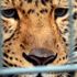 Ulusal parkta leopar dehşeti: 1 ölü Ulusal parkta leopar dehşeti: 1 ölü