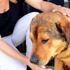 Köpeğe levyeyle saldırı: 3 yıla kadar hapsi isteniyor Köpeğe levyeyle saldırı: 3 yıla kadar hapsi isteniyor