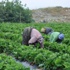 Göç veren köylerin kaderi çilek sayesinde değişti
