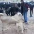 Köpek dövüştürenlere ceza!