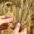 IGC: Küresel buğday üretimi yüzde 2.0 düşecek