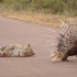 Leopar oklu kirpiyi yiyemedi Leopar oklu kirpiyi yiyemedi