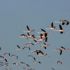Flamingoların Tuz Gölü yolculuğu! Kente görsel şölen sundular