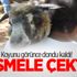 Koyunu görünce dondu kaldı! Besmele çektim Koyunu görünce dondu kaldı! Besmele çektim