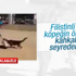 İsrailli gençler köpeği Filistinli çocuğa saldırttı