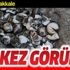 Son dakika: Marmara Denizi'nde ilk kez caretta carettalar görüldü
