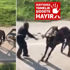 Bursa'da dehşet...Yükü çekmeyen atı böyle kırbaçladı Bursa'da dehşet...Yükü çekmeyen atı böyle kırbaçladı