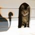 Site bahçesinde 'kedi bakma' kavgasında emsal karar