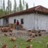 Ata yadigarı değirmenini kendisi restore etti Ata yadigarı değirmenini kendisi restore etti