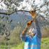 Vefa Grubu üyeleri Hüseyin amcanın zeytin ağaçlarını budadı Vefa Grubu üyeleri Hüseyin amcanın zeytin ağaçlarını budadı