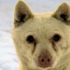 Gözleri görmeyen köpeği sahiplendi ve ona Gözüm ismini verdi Gözleri görmeyen köpeği sahiplendi ve ona Gözüm ismini verdi