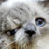İki yüzlü kedi öldü İki yüzlü kedi öldü
