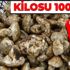 Adana'nın Kozan ve Feke ilçelerinde toplanıp kiloyla ihraç edilen sedir mantarı Japonya'da taneyle satılıyor